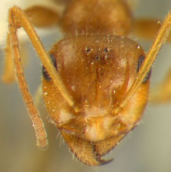 Media type: image;   Entomology 22738 Aspect: head frontal view